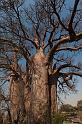 278 Kalahari woestijn, baobab